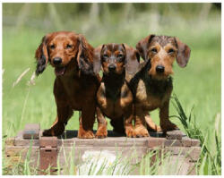 Bear Toys 3D Tacskók hűtőmágnes (CO375155)