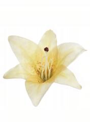  #1 Művirág Liliom tubus nagy fej 17cm Prémium minőség (jellow 1)