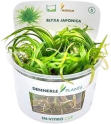 Dennerle Plants Blyxa japonica CUP - 1 db