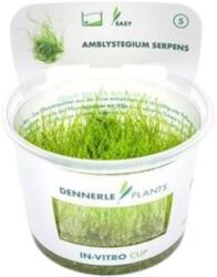 Dennerle Plants Amblystegium serpens CUP - 1 db