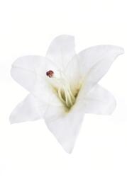  #7 Művirág Liliom tubus nagy fej 17cm Prémium minőség (#7 White)