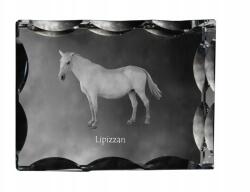 Art-Dog Lipicai ló fotó díszes kristályban, ajándéktárgy, lakásdekoráció (5055882450103)