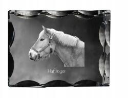 Art-Dog Haflinger ló fotó díszkristályban, ajándéktárgy, lakásdekoráció (5055882450073)