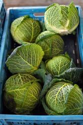 Farma z Rohoznice Friss káposzta 1 db