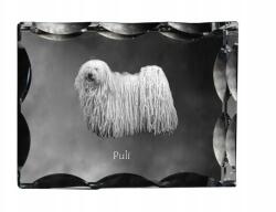 Art-Dog Puli kutya fotó díszes kristályban, ajándéktárgy, lakásdekoráció (5055882448490)