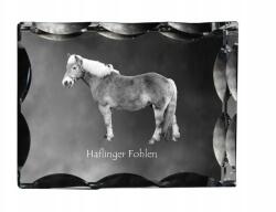 Art-Dog Haflinger ló fotó díszkristályban, ajándéktárgy, lakásdekoráció (5055882450295)