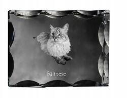 Art-Dog Balinéz macska fotó díszes kristályban, ajándéktárgy, lakásdekoráció (5055882449596)