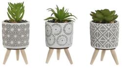 Csodálatos zöld növény szürke cement kaspóban 11cm