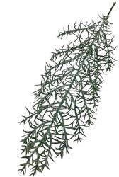  Műzöld boróka ág, hossza kb. 27 cm