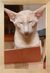 Marek & Darek Klasszikus képkeret falra és elhelyezésre 20x30 fa (5904996595029)