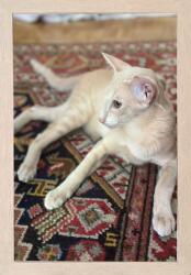 Marek & Darek Keret Készen Áll A Felhelyezésre És Felakasztásra Fotó Titán 20X30 Ecru (5904996596873)