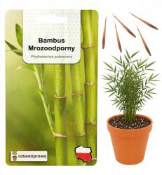 Łatwa Uprawa Bambusz Magok Télálló Phyllostachys Pubescens -20*C-ig 5 db nagy méretű mag (Bambus mrozoodporny nasiona duże gęste)