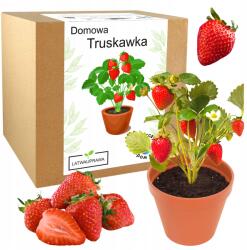 Łatwa Uprawa Eper Nagy, Leves Gyümölcsök ültetőkészlet epermagok eperpalánták (Nasiona truskawka wisząca truskawka pnąca)