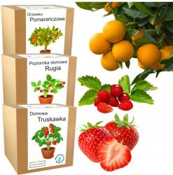 Łatwa Uprawa MIX Termesztő Készlet Fák Gyümölcsös Növények 3x Öntözők Otthonra (pomarańcza truskawka poziomka sadzonka)