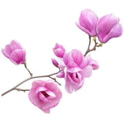 Eosette Sticker Ramura de Magnolie - 60x90 cm