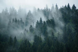 Eosette Fototapet Misty Forest - eosette - 455,00 RON
