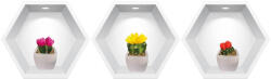 Eosette Sticker Cactusi 3D - Nise Hexagon in Perete