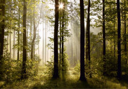 Eosette Fototapet Morning Forest - eosette - 960,00 RON