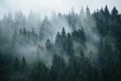 Eosette Fototapet Misty Forest - eosette - 960,00 RON