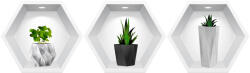 Eosette Sticker Plante 3D - Nise Hexagon in Perete