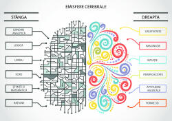 Eosette Panou Autocolant Emisfere Cerebrale - 178x125 cm