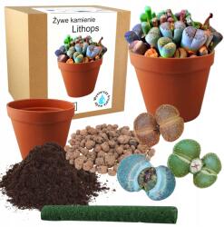 Łatwa Uprawa Ültető Készlet Kaktuszokhoz Élő Kövek Lithopszok Szukulensek Magok 10 Db (Żywe kamienie bardzo łatwe w uprawie)