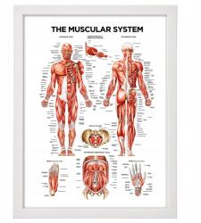  Orvosi tábla Az ember izmai felakasztásra kész keret 40x30 cm (MIęśnie 2)