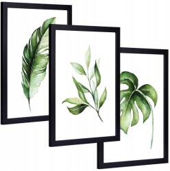 Botanikai képek növény keretben 3x 24x33cm (monstera liście grafika zieleń)