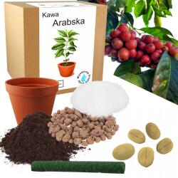 Łatwa Uprawa Arabica Kávé Termesztő Készlet Kávéfa, Kávébab, Otthoni Termesztés, Növény (Roślina kawa Arabica nasiona kwiat)