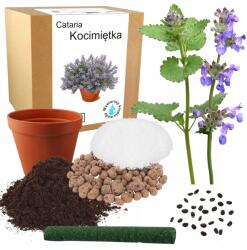 Łatwa Uprawa Macskamenta Fű Macskának Szőrlabda Ellen Zab Vetőmag Termesztő Készlet 30x (Kocimiętka dla kota trawa dla kota owies)