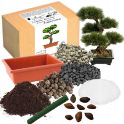 Łatwa Uprawa Bonsai Nevelő Készlet Japán Fekete Fenyő Évelő Díszcserje (Drzewko Bonsai Sosna Czarna Japońska)