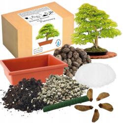 Łatwa Uprawa Bonsai Fa Nevelő Készlet Japán Juharral Magok, Ültetés, 5 Db (Nasiona klon palmowy japoński sadzonka)