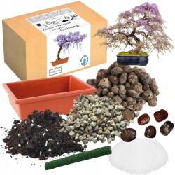 Łatwa Uprawa Bonsai Nevelő Készlet Kínai Akác Wisteria Magok Ültetéséhez 2 Db (Piękna drzewko Glicynia Chińska Bonsai) - allegro - 4 600 Ft