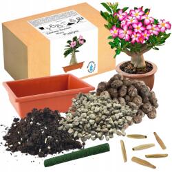 Łatwa Uprawa Bonsai Ültető Készlet Sivatagi Rózsa (Adenium Obesum) 2 Db Mag (Piękne drzewko Bonsai Róża Pustyni kwiat)