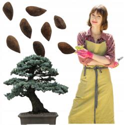 Łatwa Uprawa Ezüstfenyő Magok Bonsaihoz Ültetéshez Neveléshez Törzsre Oltva Ágak Természetes (olejek eteryczny oddychanie aromaterapia)