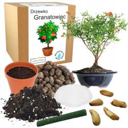 Łatwa Uprawa Bonsai Nevelő Készlet Gránátalma Fa Évelő Gyümölcsfa (Granatowiec właśćiwy nasiona sadzonka)