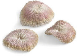 Oase biOrb plate coral set