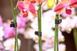 Nature Orchidea rögzítő csipesz 10db-os szett (Nature)