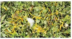 JR FARM Gyermekláncfű 500g (JR05390)