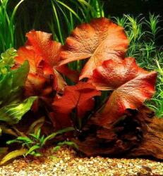 INVITAL Tiger Lotus Red