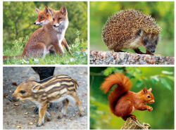  3D alátét erdei állatok 40x30cm