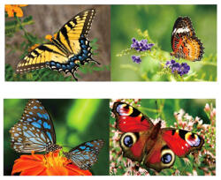  3D könyvjelző pillangók 15, 5x4, 5cm