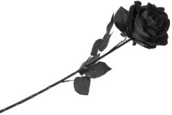 Chaks Trandafir negru 65 cm