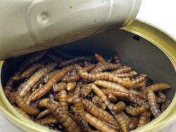 LK Baits Natur konzerv lisztkukac 35g (8595602027934)