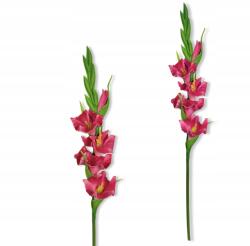 Inspiruj Habos Gladiólus Ágak Művirág 55 cm (HD00703)