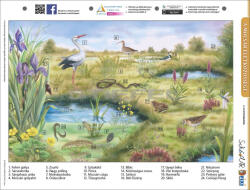 Stiefel A mocsár életközössége + munkaoldal tanulói munkalap