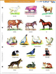 Stiefel Ház körül élő állatok + munkaoldal tanulói munkalap