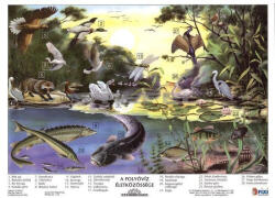 Stiefel A folyóvíz életközössége + munkaoldal tanulói munkalap