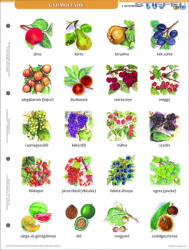 Stiefel Gyümölcsök + munkaoldal tanulói munkalap