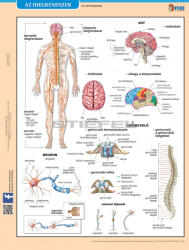 Stiefel Az idegrendszer fixi tanulói munkalap